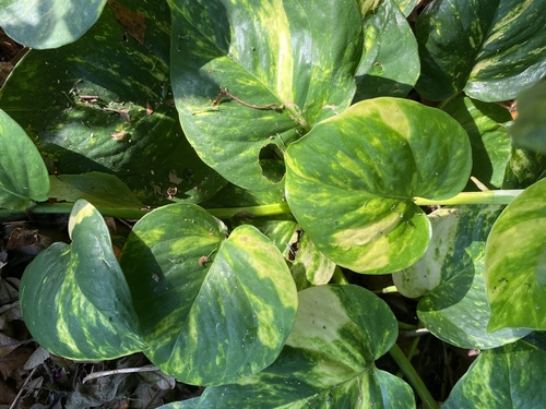 Golden Pothos