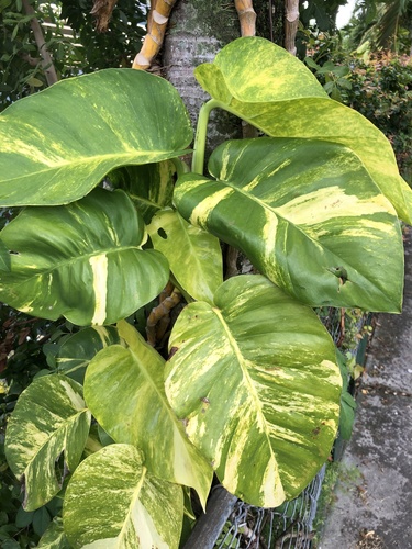 Golden Pothos