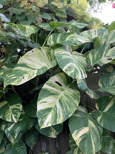 Golden Pothos