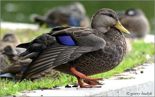 American Black Duck