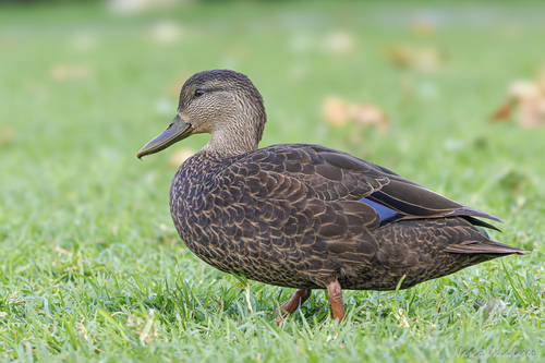American Black Duck