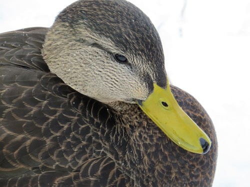 American Black Duck