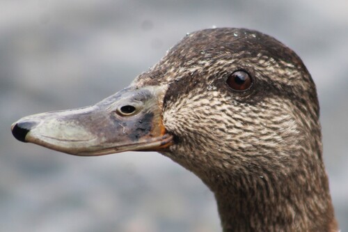 American Black Duck