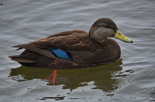 American Black Duck