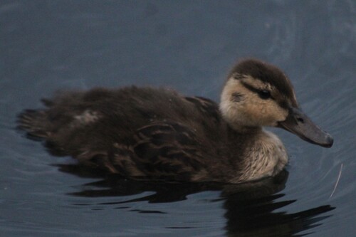 American Black Duck