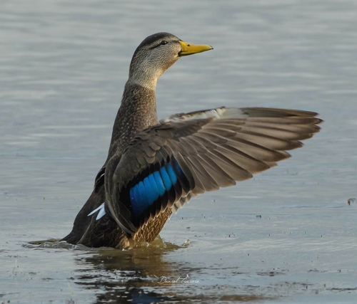 American Black Duck