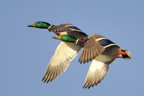 Mallard