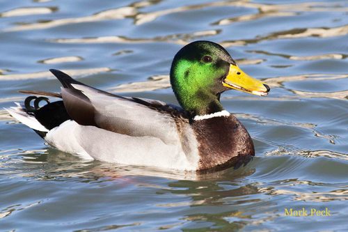 Mallard