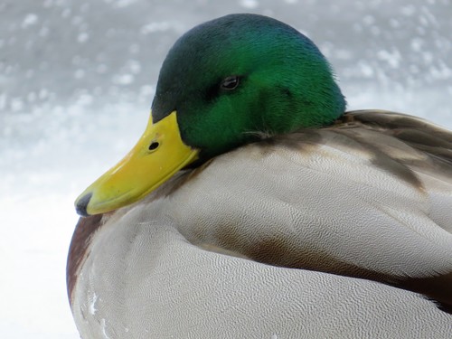 Mallard