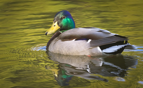 Mallard