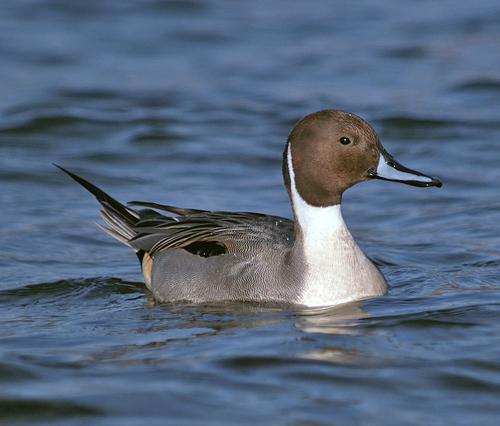 Northern Pintail