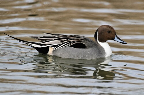 Northern Pintail