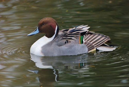 Northern Pintail