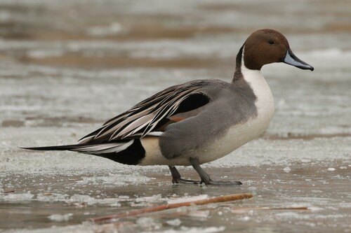 Northern Pintail
