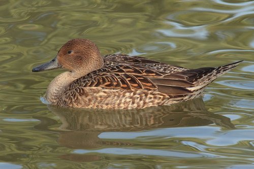 Northern Pintail