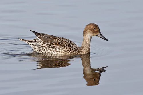 Northern Pintail
