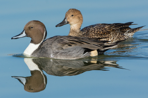 Northern Pintail