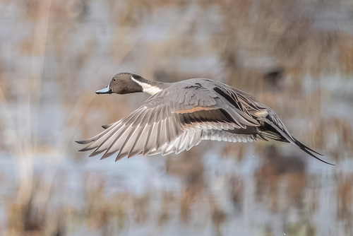 Northern Pintail