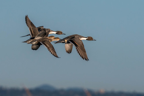 Northern Pintail