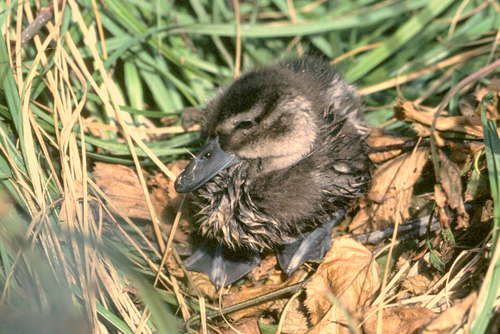 Northern Pintail