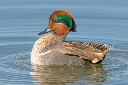 Green-winged Teal