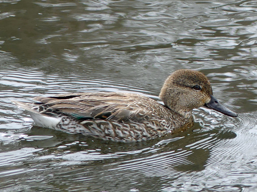 Green-winged Teal
