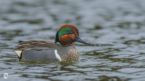 Green-winged Teal