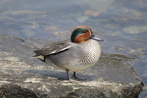 Green-winged Teal
