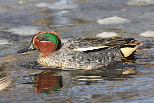 Green-winged Teal