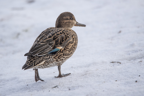 Green-winged Teal