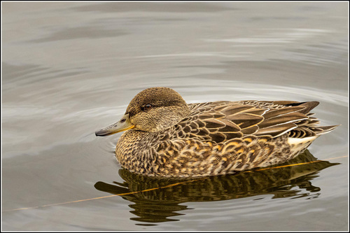 Green-winged Teal