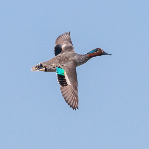 Green-winged Teal