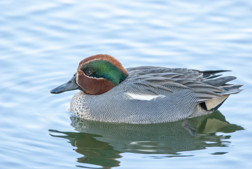 Green-winged Teal