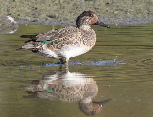 Green-winged Teal
