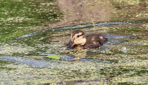 Green-winged Teal