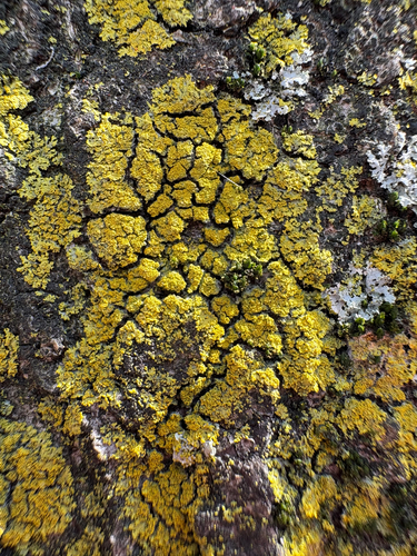 Candleflame Lichen