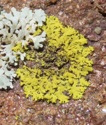 Candleflame Lichen