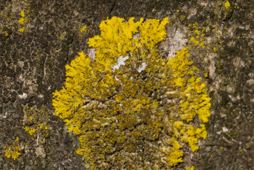 Candleflame Lichen