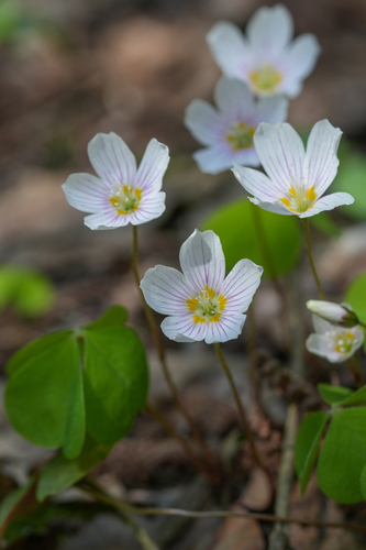 European wood-sorrel