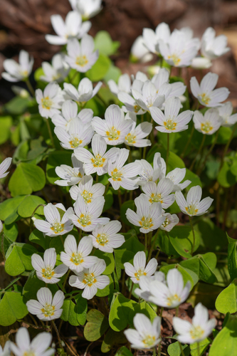 European wood-sorrel