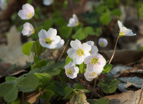 European wood-sorrel