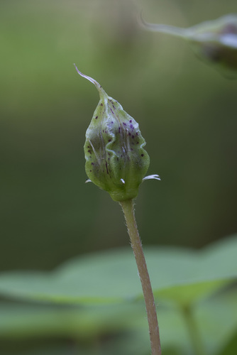 European wood-sorrel