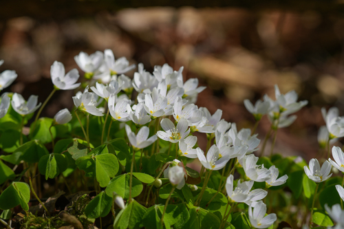 European wood-sorrel