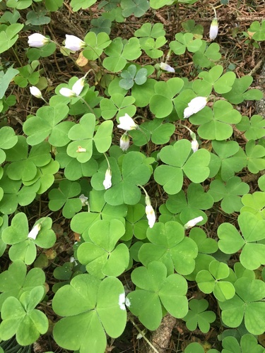 European wood-sorrel