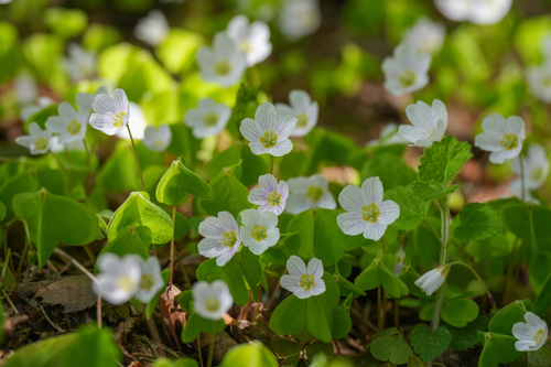 European wood-sorrel