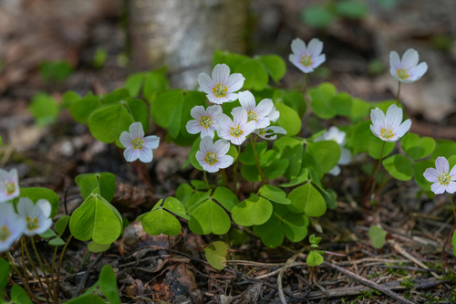 European wood-sorrel