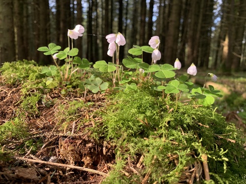 European wood-sorrel