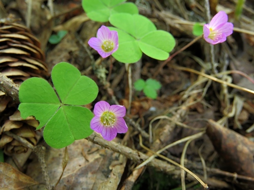 European wood-sorrel