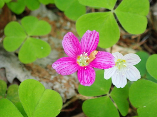 European wood-sorrel