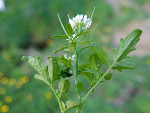 wavy bittercress